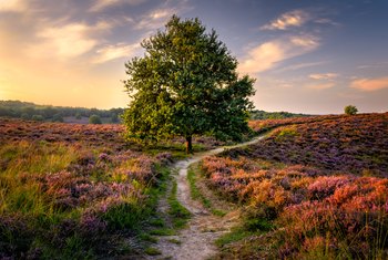 The Root System of Oak Trees | Home Guides | SF Gate