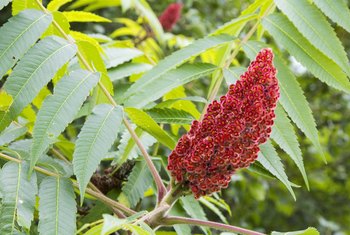 sumac trees remove tree istock kill illustrative delights rain delicious blogs