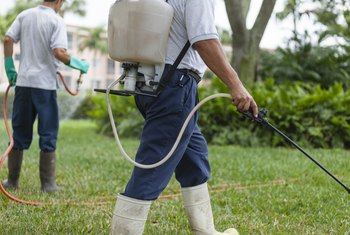 How Long After I've Planted Grass Seed Can I Apply Weed Killer? | Home ...