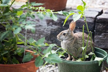 Homemade Rabbit Repellent Using Ammonia | Home Guides | SF ...