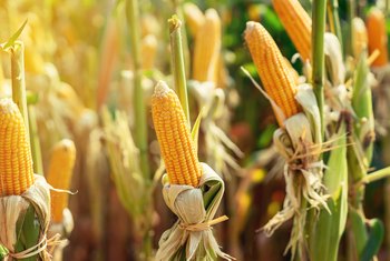How Much Corn Will One Corn Plant Produce? | Home Guides ...