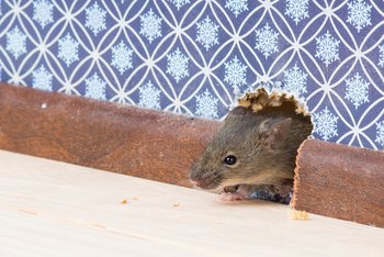 How To Get Rid Of Mice In The Ceiling Home Guides Sf Gate