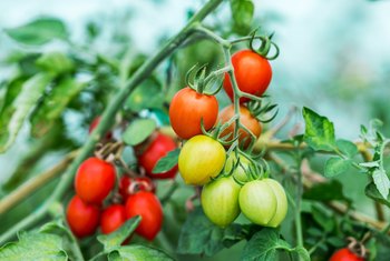 tomato early blight organic treatment