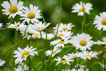 When to Prune Shasta Daisy? | Home Guides | SF Gate