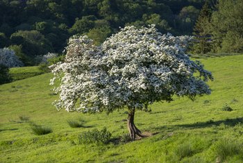 tree thorns hawthorn dangerous poisonous trees related articles apple