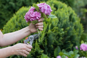 How to Prune Hydrangeas With Dead Wood & Stems | Home Guides | SF Gate