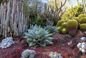 White Mold in Succulents | Home Guides | SF Gate