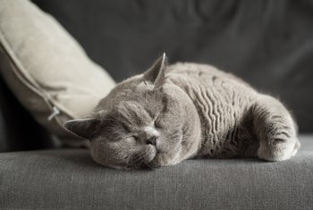 How to Repair an Upholstered Couch Damaged by a Cat | Home Guides | SF Gate