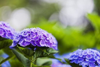 How to Get Potted Hydrangeas to Rebloom | Home Guides | SF Gate