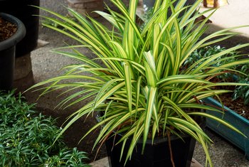 Is Variegated Dracaena Toxic to Cats? | Home Guides | SF Gate