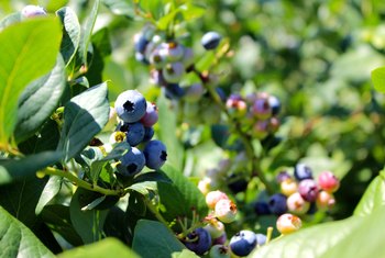 How to Start Blueberry Plants From Another Grown Plant | Home Guides