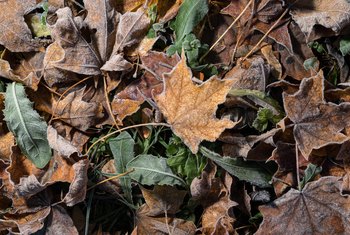 How to Make Dead Leaves Decompose Faster