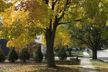 maple transplant trees