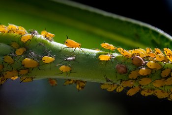 aphids kill houseplants