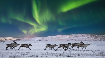 Why Is the Tundra so Important?
