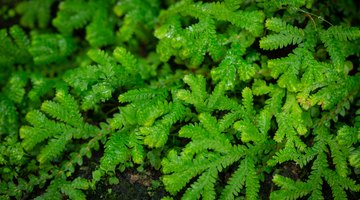 The Life Cycle of Selaginella