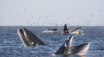 What Is a Whale's Diet?