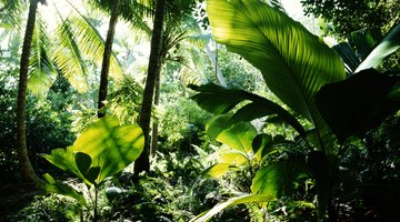 The Trophic Levels in Rain Forests