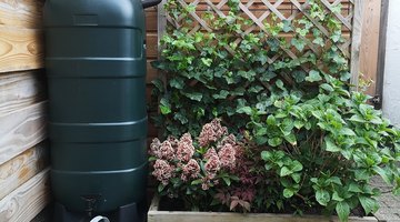 How to Prevent Algae in Rain Barrels