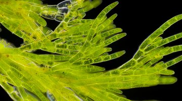 What Process Is Responsible for Producing Most of Earth's Oxygen?
