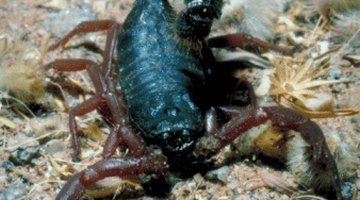 Scorpion Species Found in Tennessee
