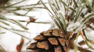 Types and Species of Cone-bearing Trees
