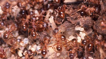 Insects That Live Under Rocks