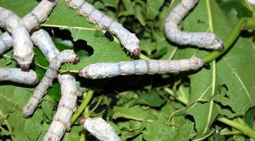 Life Cycle of a Silkworm