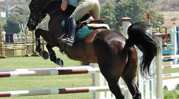 Show jumping is just one discipline taught at equestrian colleges.