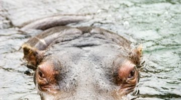 Example: The hippopotamus's eyes peered out of the water.