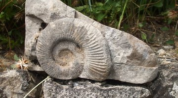 How to Identify Shell Fossils
