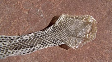 Skin of a snake after being shedded.