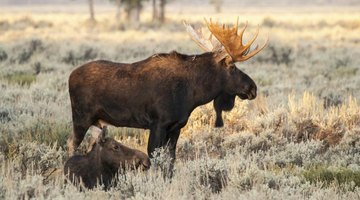 A bull moose standing in a field.