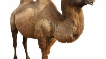 Engage the preschoolers in activities about camels.