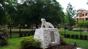 Ouachita's iconic Tiger statue has stood in silent vigil over the campus since 1935