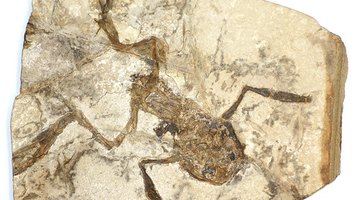 What Is a Preserved-Remains Fossil and How Are They Formed?
