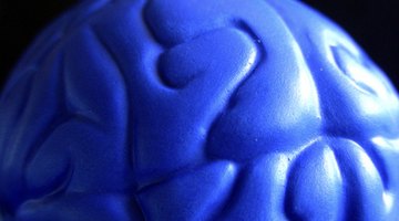 How to Make a Detailed Human Brain Model Out of Clay