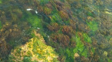 The Characteristics of Golden Algae