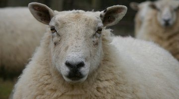 Sheep shearing - Wikipedia