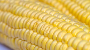 What Is Roundup Ready Corn?