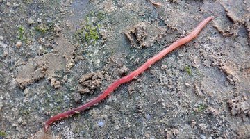 What Are the Functions of Nephridia in Earthworms?