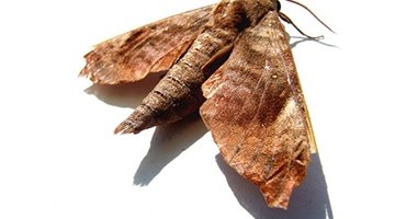 Life Span of Brown House Moths