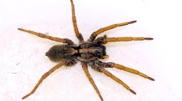 List of Small Brown Spiders