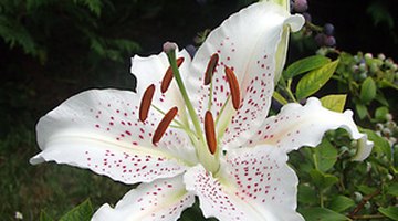 What Is the Function of Ovaries of Flowers?