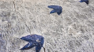 What Is an Imprint Fossil?