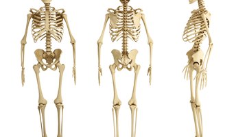 Why Are Bones Important to the Body?