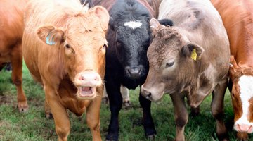 Cows grazing