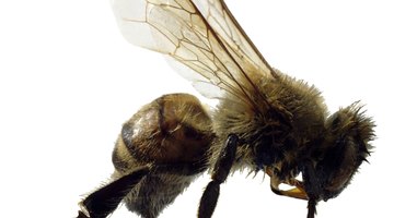 Do Insects Reproduce Asexually?