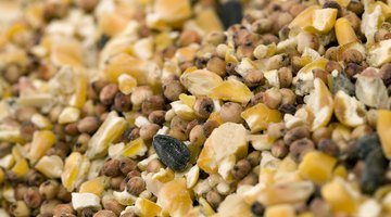 How to Make a Natural Bird Feeder With Unflavored Gelatin