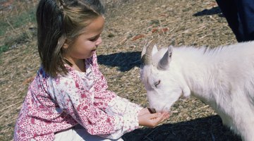 Take your preschool kid to a petting zoo or working farm and give them some hands-on experience.